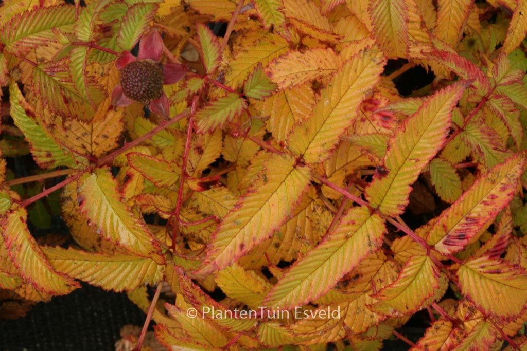 Rubus Illecebrosus Esveld Webshop