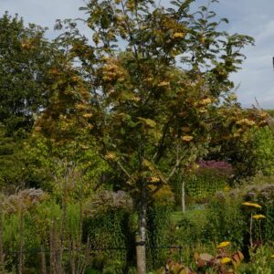 Sorbus 'Joseph Rock'