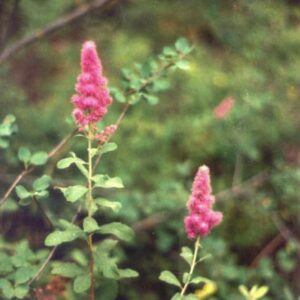 Spiraea douglasii