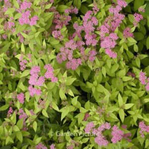 Spiraea japonica 'Golden Princess'