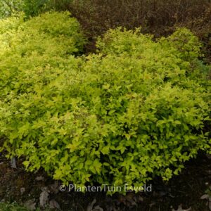 Spiraea japonica 'Golden Princess'
