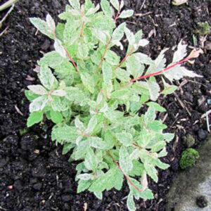 Spiraea vanhouttei 'Pink Ice'