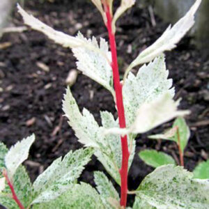 Spiraea vanhouttei 'Pink Ice'