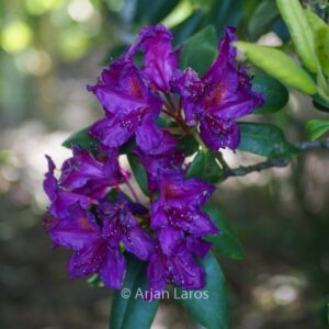 Rhododendron 'Souvenir de Dominique Vervaene'