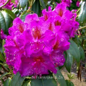 Rhododendron 'Souvenir de Dominique Vervaene'