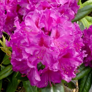 Rhododendron 'Souvenir de Dominique Vervaene'