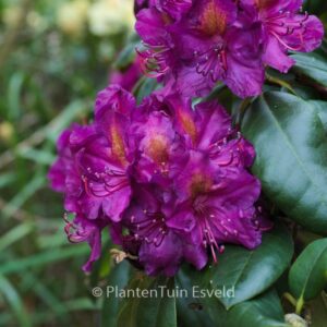 Rhododendron 'Souvenir de Dominique Vervaene'