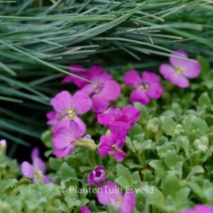 Aubrieta 'Axcent Lilac'