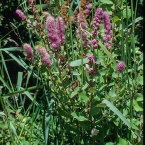 Spiraea douglasii