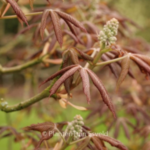 Aesculus pavia 'Humilis'