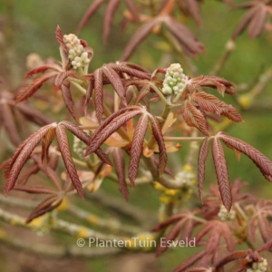 Aesculus pavia 'Humilis'