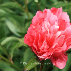 Paeonia 'Lorelei'