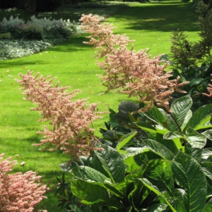 Rodgersia sambucifolia