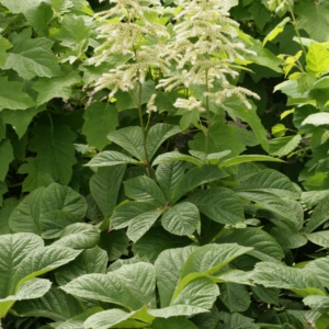 Rodgersia sambucifolia