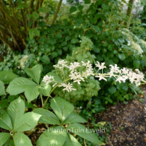 Rodgersia sambucifolia