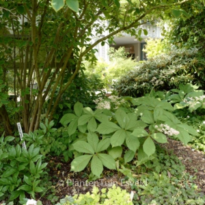 Rodgersia sambucifolia