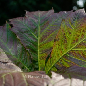 Rodgersia sambucifolia