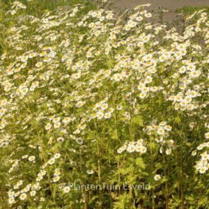 Tanacetum parthenium