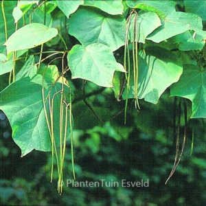 Catalpa ovata