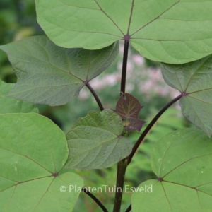 Catalpa ovata