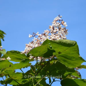 Catalpa ovata