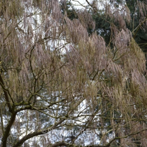 Catalpa ovata