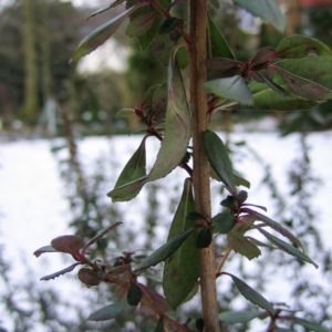 Escallonia 'Red Elf'