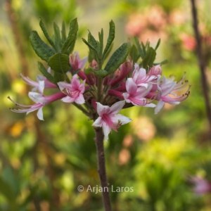 Rhododendron canescens