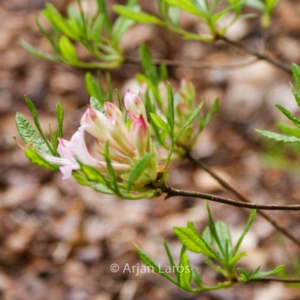 Rhododendron canescens