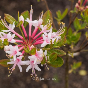 Rhododendron canescens