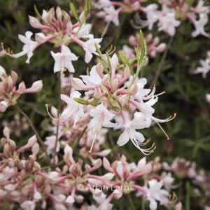 Rhododendron canescens