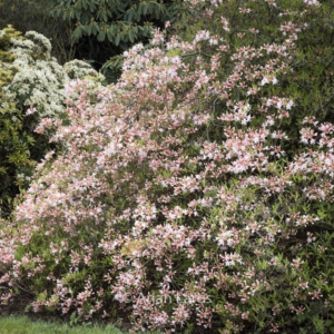 Rhododendron canescens