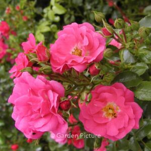 Rosa 'Heidetraum'