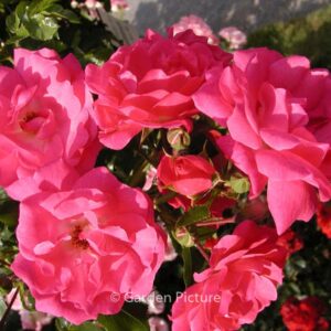 Rosa 'Heidetraum'