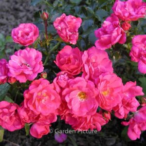 Rosa 'Heidetraum'