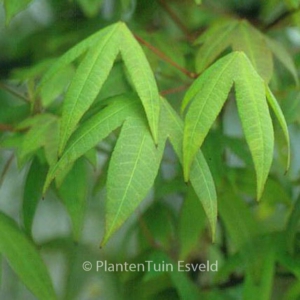Acer flabellatum