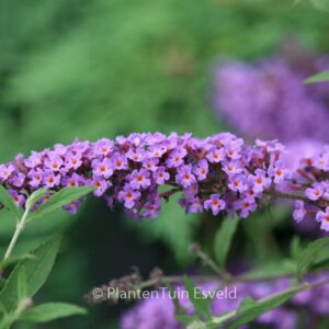 Buddleja davidii 'Free Petite Dark Pink'