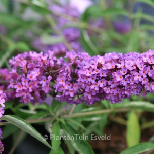 Buddleja davidii 'Free Petite Tutti Frut