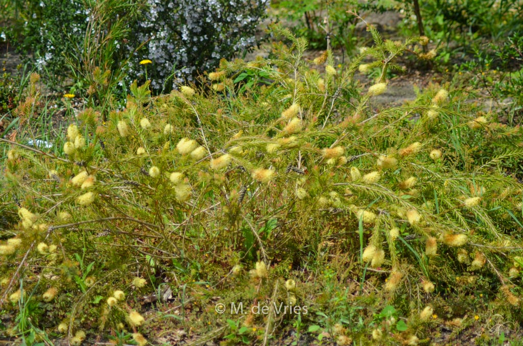 Callistemon sieberi
