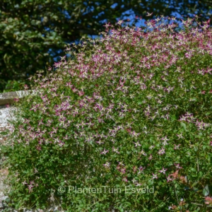 Clematis flammula rubromarginata