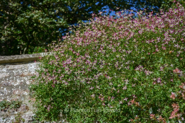 Clematis flammula rubromarginata