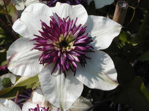 Clematis florida 'Bicolor'