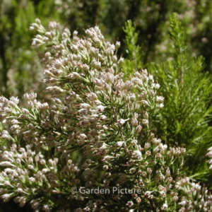 Erica arborea 'Alpina'