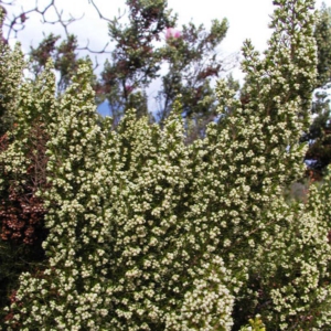 Erica arborea 'Alpina'