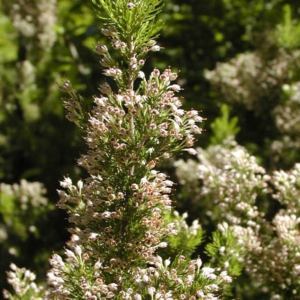 Erica arborea 'Alpina'