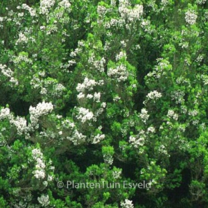 Erica arborea 'Alpina'