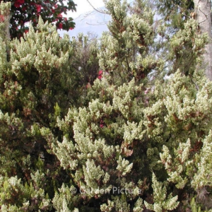 Erica arborea 'Alpina'