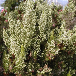 Erica arborea 'Alpina'