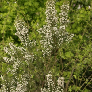 Erica arborea 'Alpina'