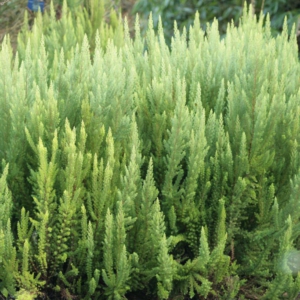 Erica arborea 'Alpina'